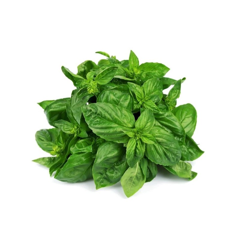Basil