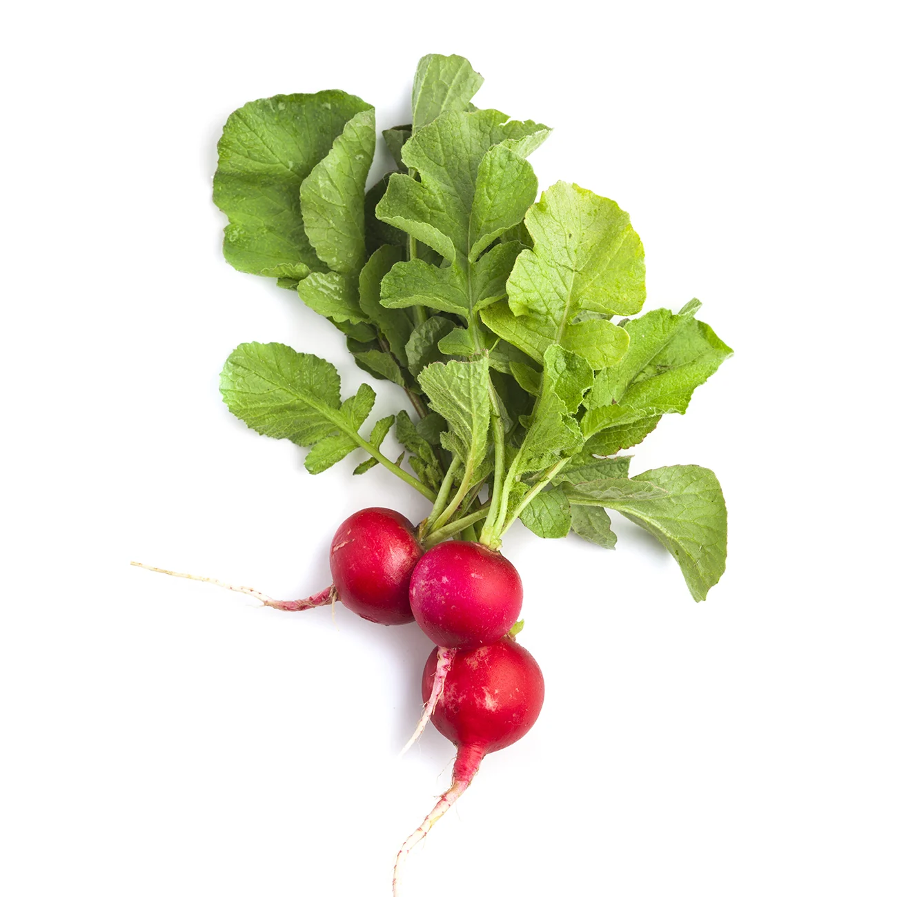 Radish